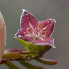 Lachnaea pudens