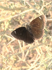 Hesperopsis libya