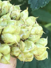 Physocarpus opulifolius