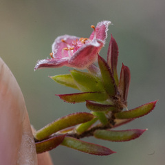 Lachnaea pudens