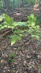 Zanthoxylum americanum