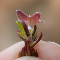 Lachnaea pudens