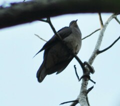 Patagioenas plumbea