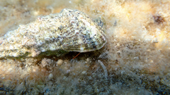 Clibanarius erythropus