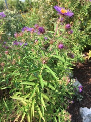 Symphyotrichum novae-angliae