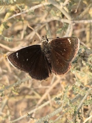 Hesperopsis libya