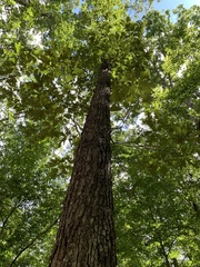 Quercus falcata