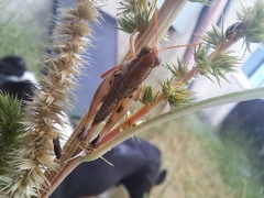 Melanoplini