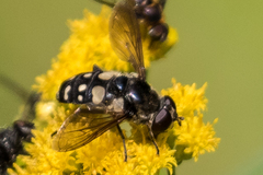 Sericomyia lata