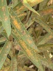 Coleosporium