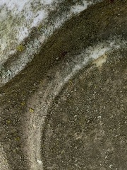 Arthropoda
