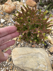 Lachnaea pudens
