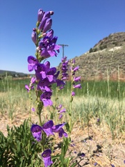 Penstemon strictus