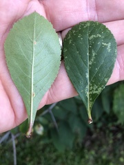 Crataegus crus-galli
