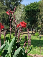 Canna × generalis