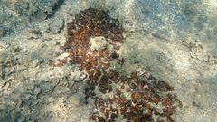 Chondrilla nucula