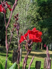 Canna × generalis