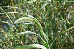 Setaria magna