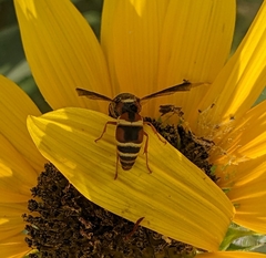 Euodynerus hidalgo