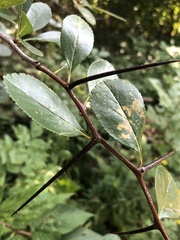 Crataegus crus-galli