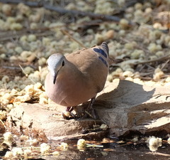 Turtur chalcospilos