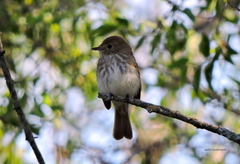 Myiophobus fasciatus