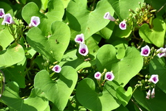 Ipomoea amnicola