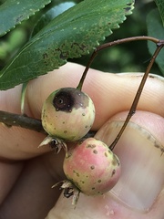 Crataegus crus-galli