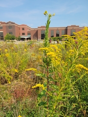 Solidago altissima