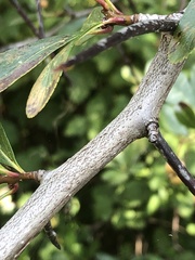Crataegus crus-galli