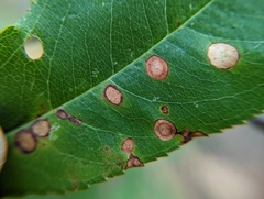 Coptodisca splendoriferella