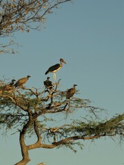 Leptoptilos crumenifer