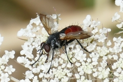 Cylindromyia bicolor