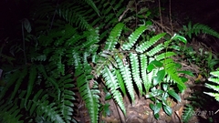 Diplazium dilatatum