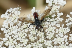Cylindromyia bicolor