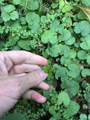 Gaultheria hispidula