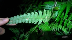 Diplazium dilatatum