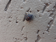 Pachycoris torridus