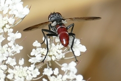 Cylindromyia bicolor