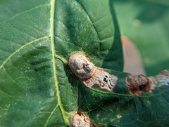 Callirhytis quercusfutilis