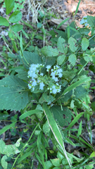 Ageratina altissima