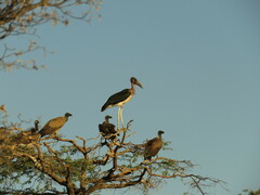 Leptoptilos crumenifer