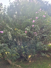 Hibiscus syriacus