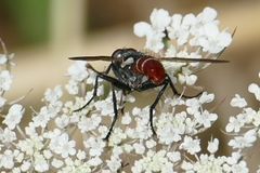 Cylindromyia bicolor