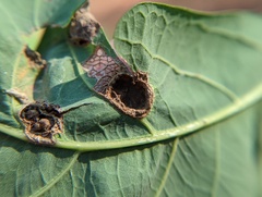 Callirhytis quercusfutilis