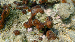 Chondrilla nucula