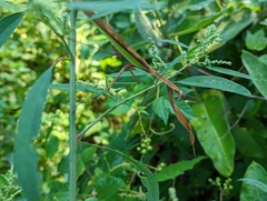 Tenodera sinensis