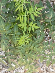 Koelreuteria