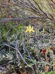 Moraea neglecta