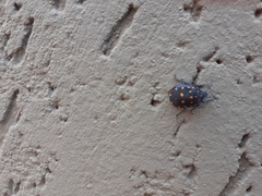 Pachycoris torridus